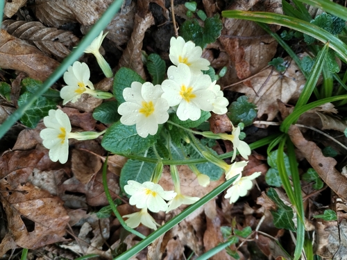 Primula vulgaris