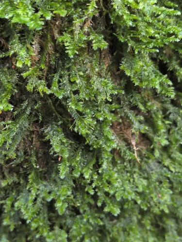 Neckera pumila observed 2026-03-12