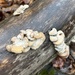 Common Gilled Mushrooms and Allies from Ridley Creek State Park, Media, PA, US on March 12, 2026 at 09:20 AM by Jason Fisher