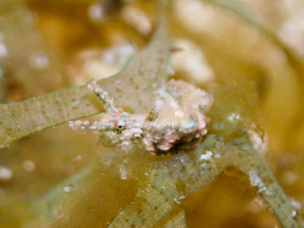 Elysia ellenae