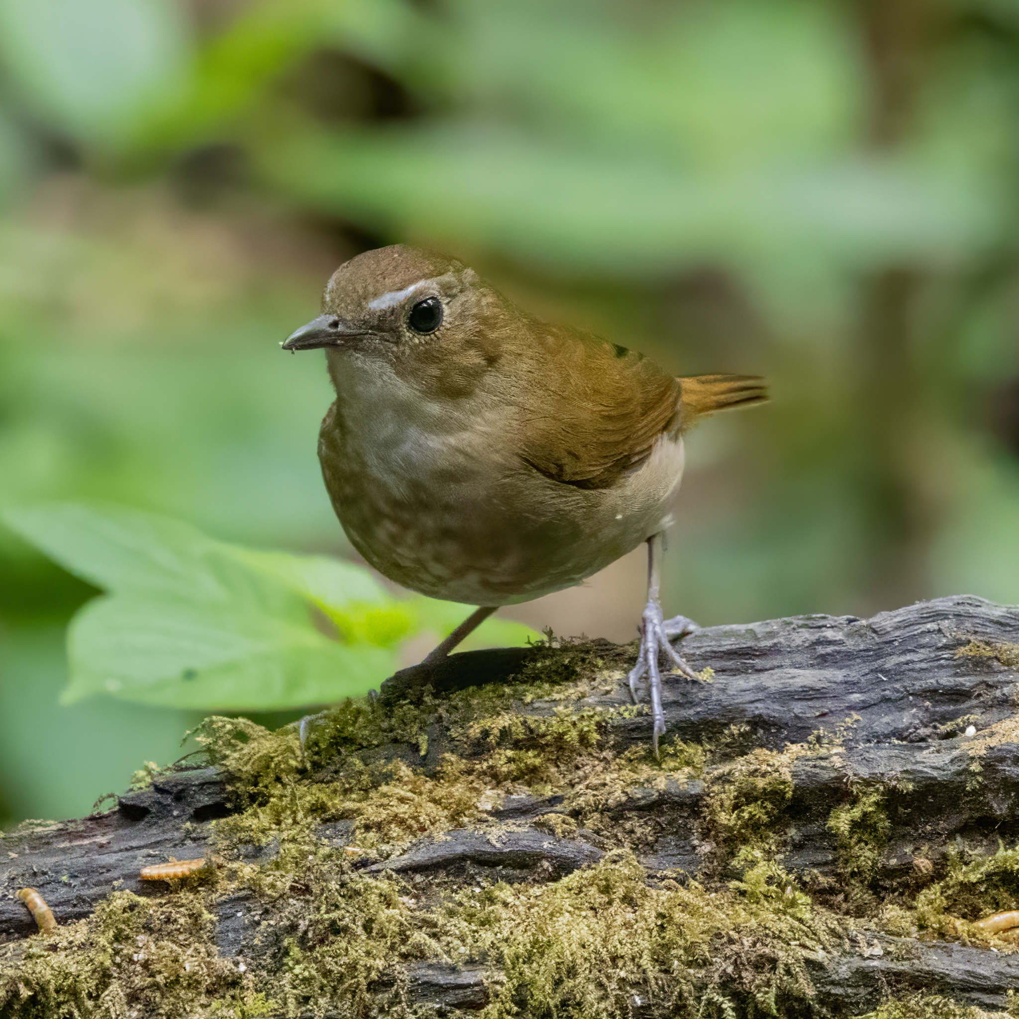 Lesser Shortwing (Brachypteryx leucophris), photo 2