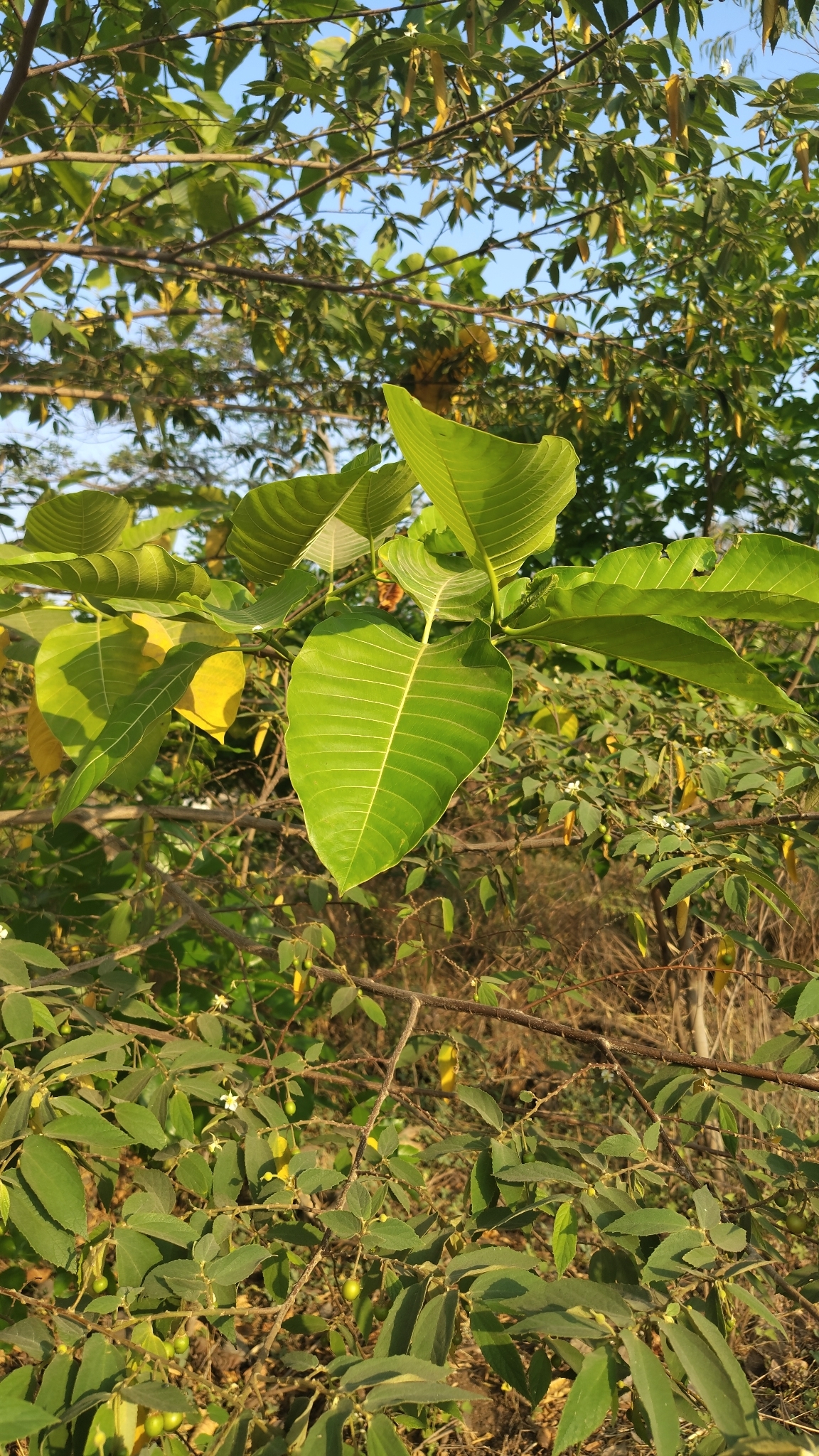 Kadam (Neolamarckia cadamba)