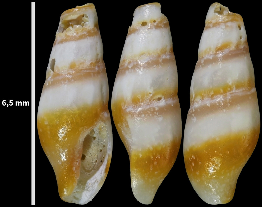 Bela zonata