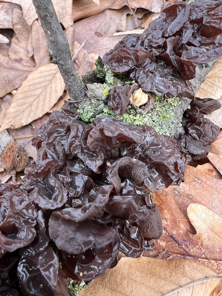 Exidia crenata · March 2026 · photo: © phillymycobeth (iNaturalist, cc0)