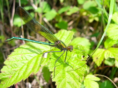 Calopteryx amata