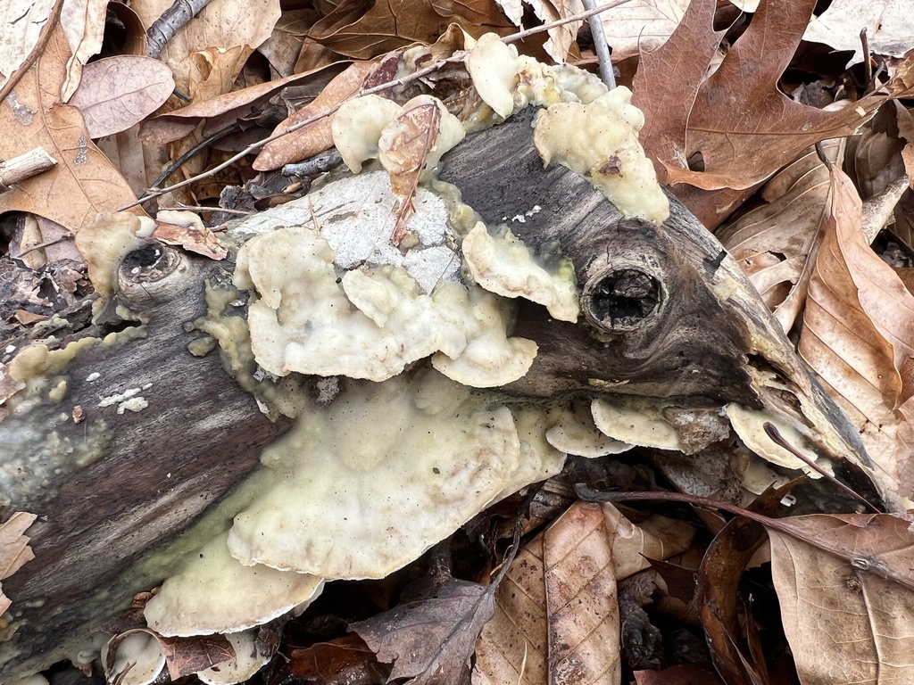 Gloeoporus dichrous · March 2026 · photo: © phillymycobeth (iNaturalist, cc0)