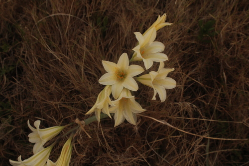 Cyrtanthus loddigesianus