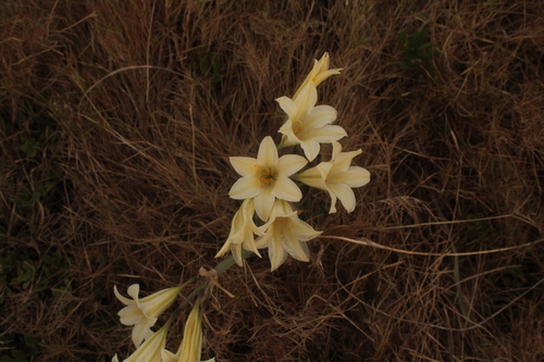 Cyrtanthus loddigesianus