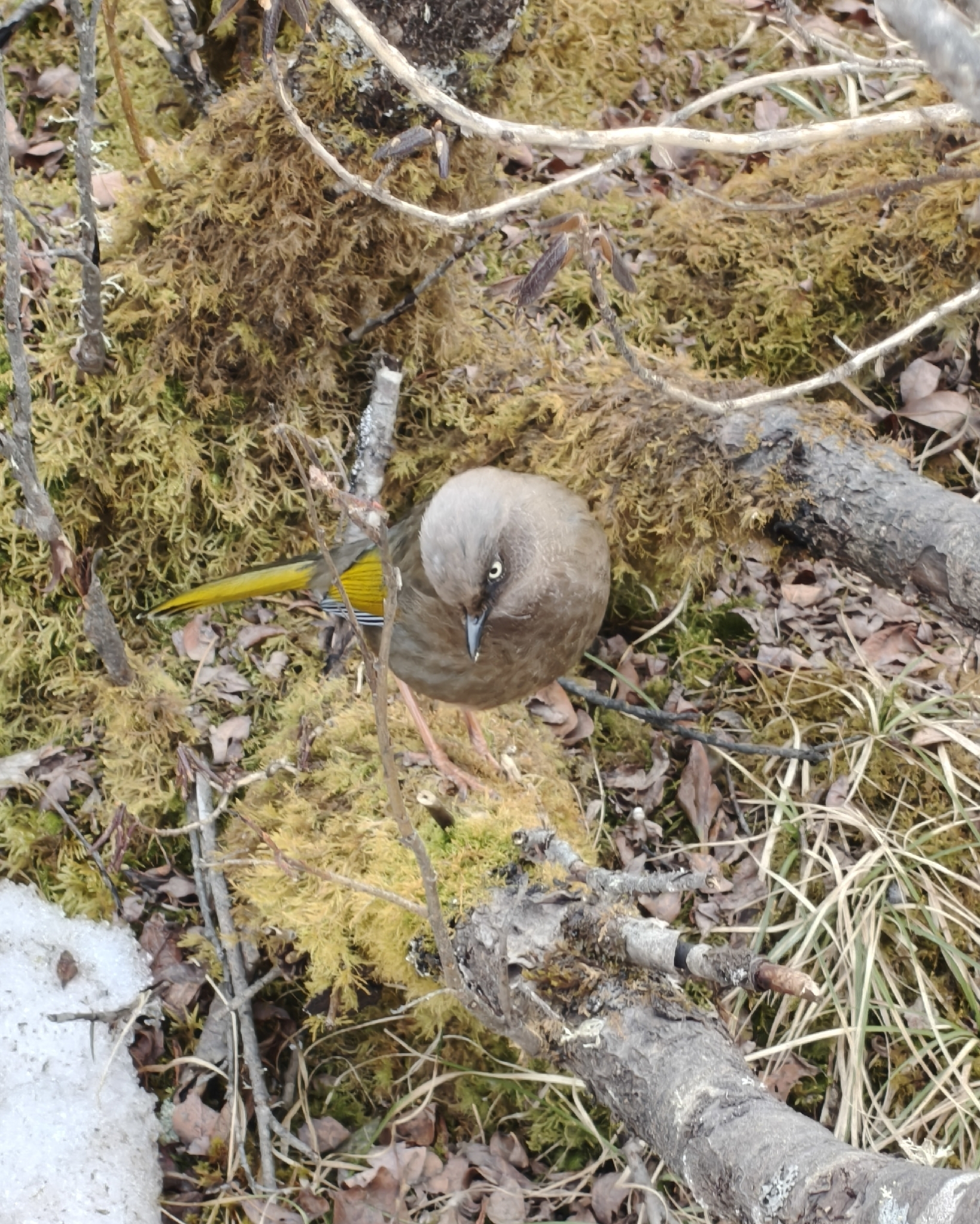 Elliot's Laughingthrush (Trochalopteron elliotii), photo 3