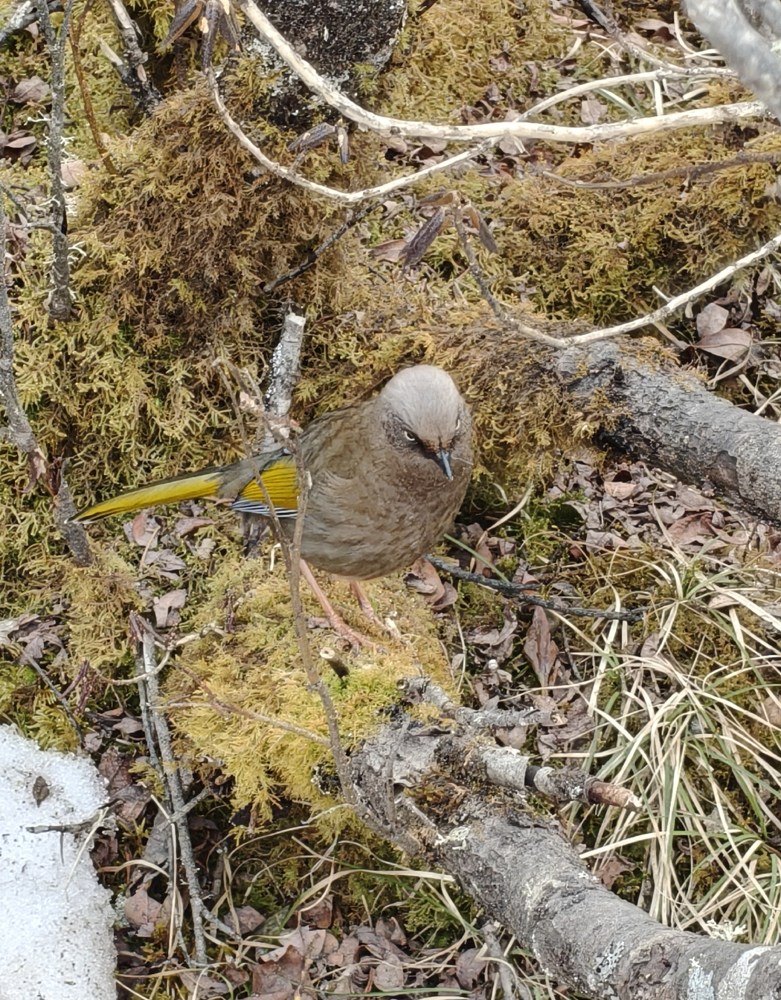 Elliot's Laughingthrush (Trochalopteron elliotii), photo 4