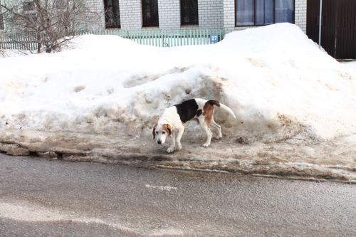 Western Domestic Dog