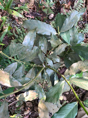 (c) 呂一起(Lyu yi-chi), some rights reserved (CC BY) Lasianthus verticillatus, photograph (c) 呂一起(Lyu yi-chi), some rights reserved (CC BY)