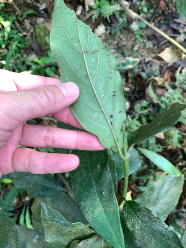 Lasianthus verticillatus, photograph 4