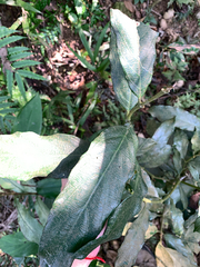 Lasianthus verticillatus, photograph (c) 呂一起(Lyu yi-chi), some rights reserved (CC BY)