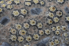 Cryptolepas rhachianecti