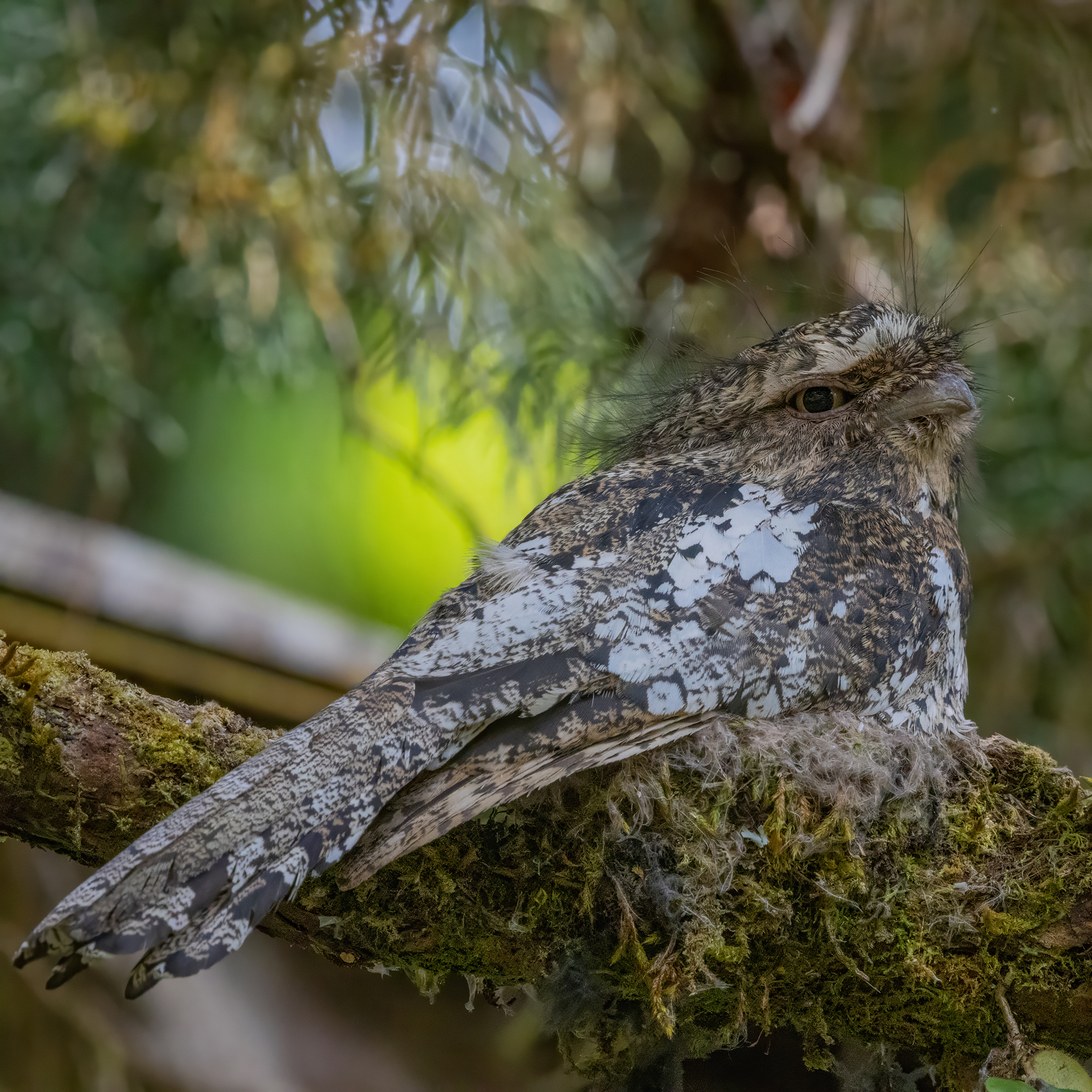 Hodgson's Frogmouth (Batrachostomus hodgsoni), photo 3