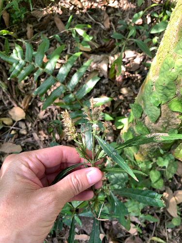 Taiwan Lepidagathis (Lepidagathis formosensis)