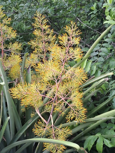 Aechmea leptantha, photograph 5