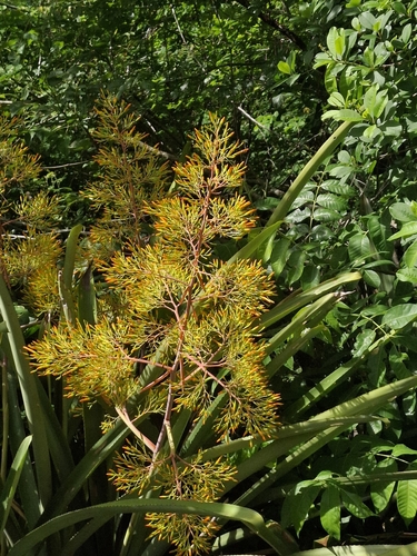 Aechmea leptantha, photograph 6