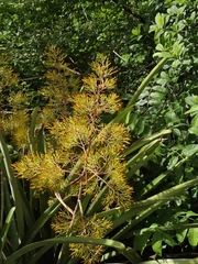 Aechmea leptantha, photograph (c) Carlos Henrique, some rights reserved (CC BY-SA)