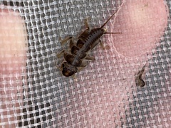 Hesperoperla pacifica