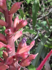 Bromelia arenaria