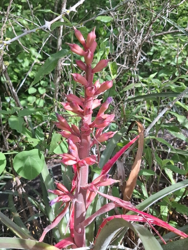 Bromelia arenaria, photograph 2