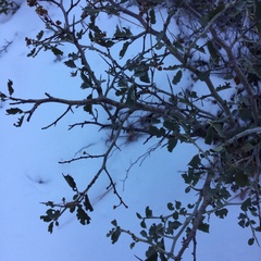 Ceanothus cordulatus