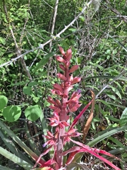 (c) Carlos Henrique, some rights reserved (CC BY-SA) Bromelia arenaria, photograph (c) Carlos Henrique, some rights reserved (CC BY-SA)