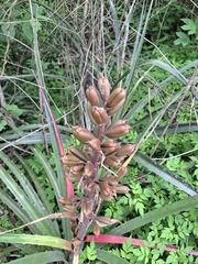 (c) Carlos Henrique, some rights reserved (CC BY-SA) Bromelia arenaria, photograph (c) Carlos Henrique, some rights reserved (CC BY-SA)