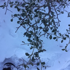 Ceanothus cordulatus