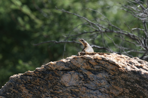 Jordan’s Girdled Lizard, Karusasaurus jordani