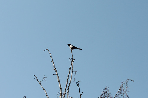 Eurasian Magpie