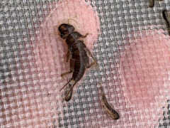 Hesperoperla pacifica