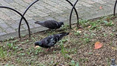 Columba livia domestica