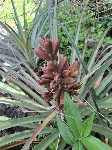 Bromelia arenaria, photograph 6