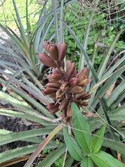Bromelia arenaria, photograph (c) Carlos Henrique, some rights reserved (CC BY-SA)