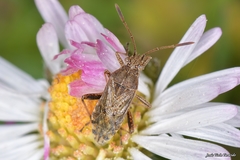 Stictopleurus punctatonervosus