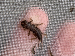 Hesperoperla pacifica