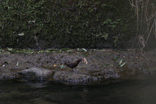 Brown Dipper (Cinclus pallasii), photo 5