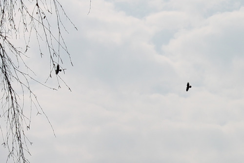 Common Raven