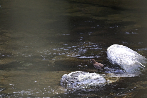 Brown Dipper (Cinclus pallasii), photo 6