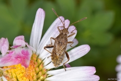 Stictopleurus punctatonervosus
