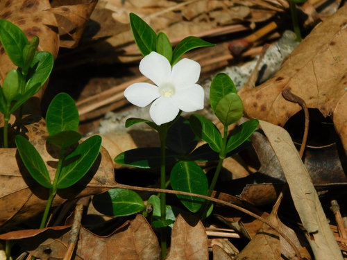 Vinca minor