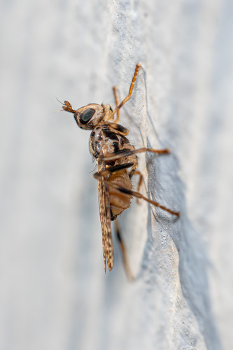 Unknown species found near Village At Western Oaks, Austin, TX, USA