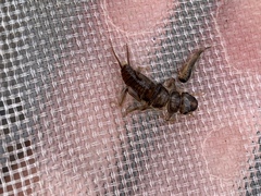 Hesperoperla pacifica