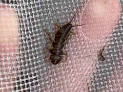 Hesperoperla pacifica