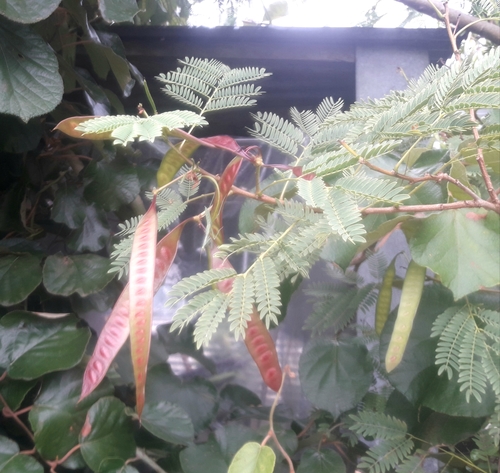 Leucaena leucocephala