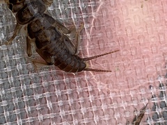 Hesperoperla pacifica