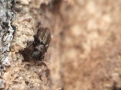 Bothrideridae